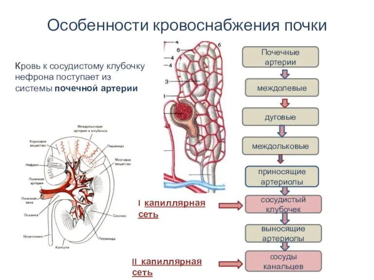 Особенности кровоснабжения почки Кровь к сосудистому клубочку нефрона поступает из системы почечной