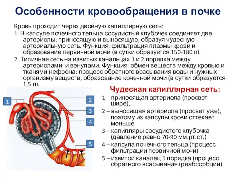 Особенности кровообращения в почке Кровь проходит через двойную капиллярную сеть: 1. В