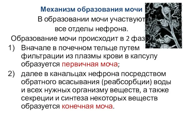 Механизм образования мочи В образовании мочи участвуют все отделы нефрона. Образование мочи