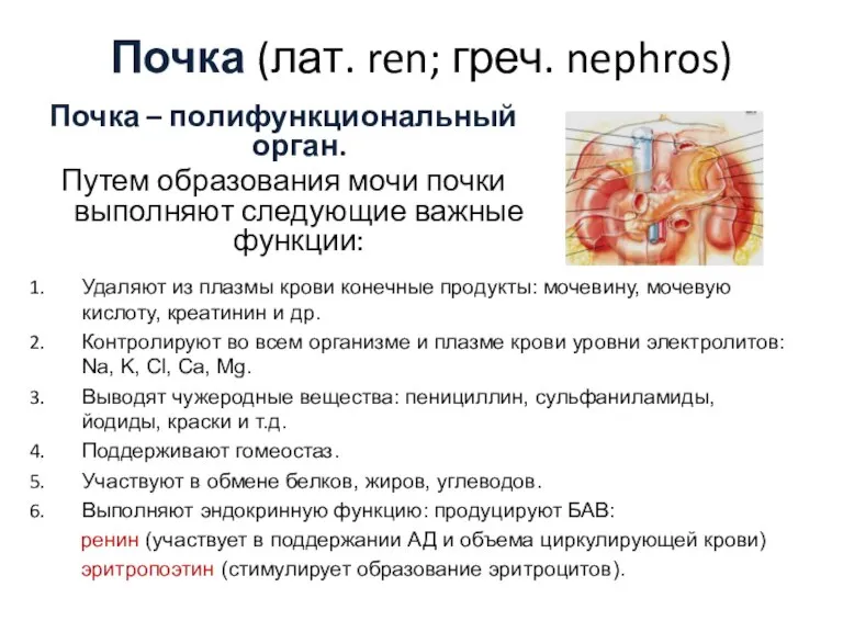 Почка (лат. ren; греч. nephros) Почка – полифункциональный орган. Путем образования мочи