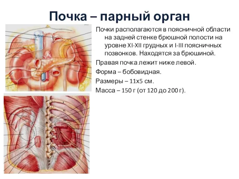 Почка – парный орган Почки располагаются в поясничной области на задней стенке