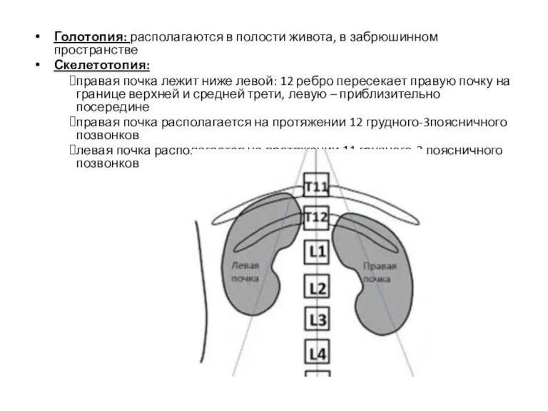 Голотопия: располагаются в полости живота, в забрюшинном пространстве Скелетотопия: правая почка лежит