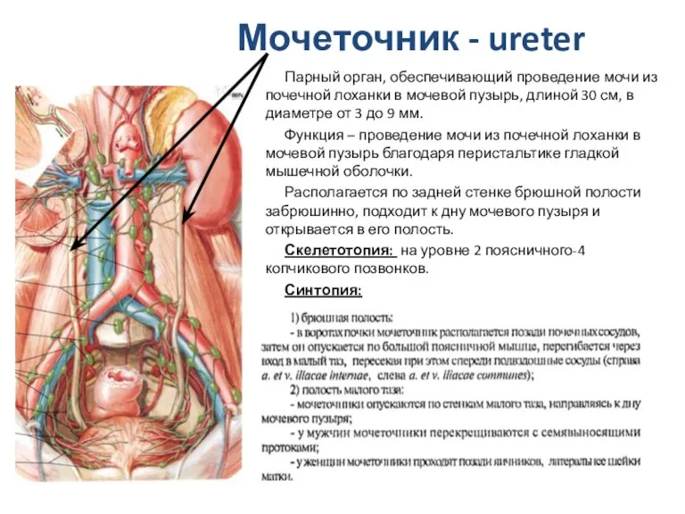 Мочеточник - ureter Парный орган, обеспечивающий проведение мочи из почечной лоханки в