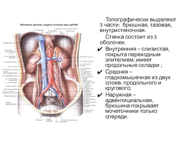 Топографически выделяют 3 части: брюшная, тазовая, внутристеночная. Стенка состоит из 3 оболочек: