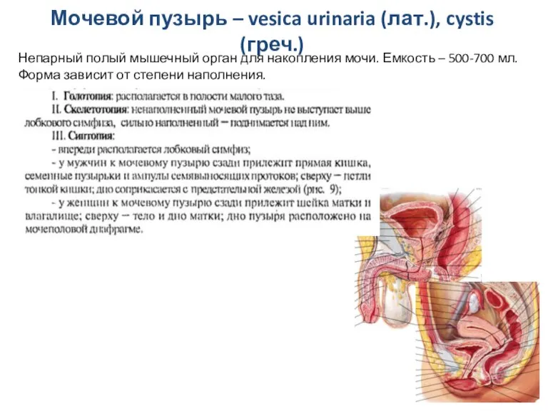 Мочевой пузырь – vesica urinaria (лат.), cystis (греч.) Непарный полый мышечный орган