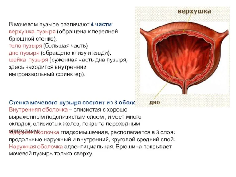 В мочевом пузыре различают 4 части: верхушка пузыря (обращена к передней брюшной