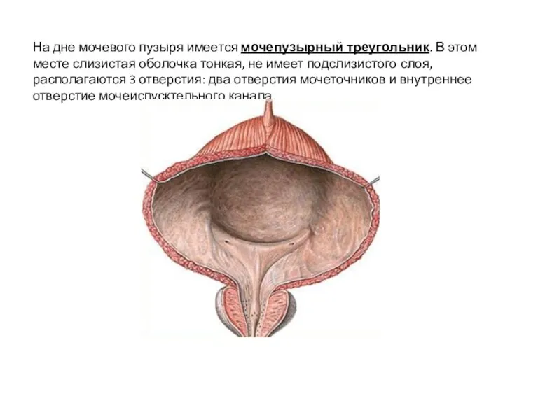 На дне мочевого пузыря имеется мочепузырный треугольник. В этом месте слизистая оболочка