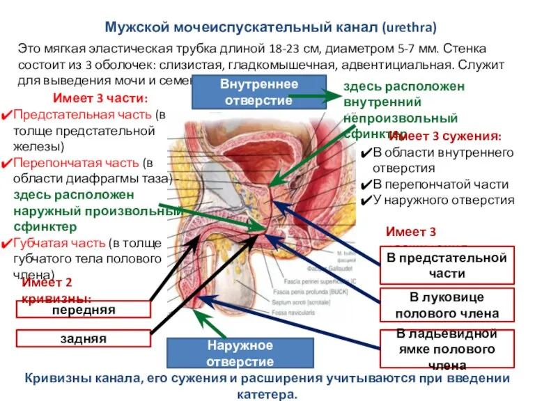 Мужской мочеиспускательный канал (urethra) Это мягкая эластическая трубка длиной 18-23 см, диаметром