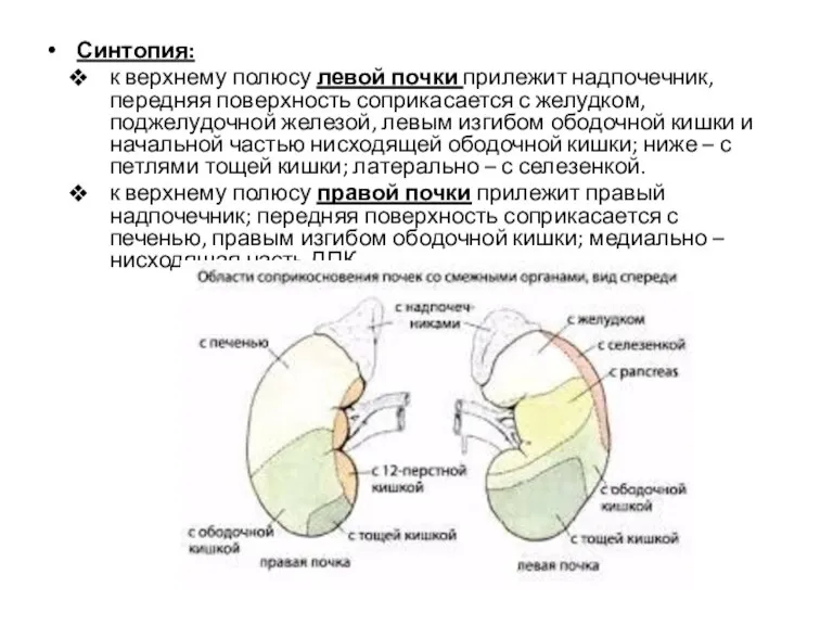 Синтопия: к верхнему полюсу левой почки прилежит надпочечник, передняя поверхность соприкасается с