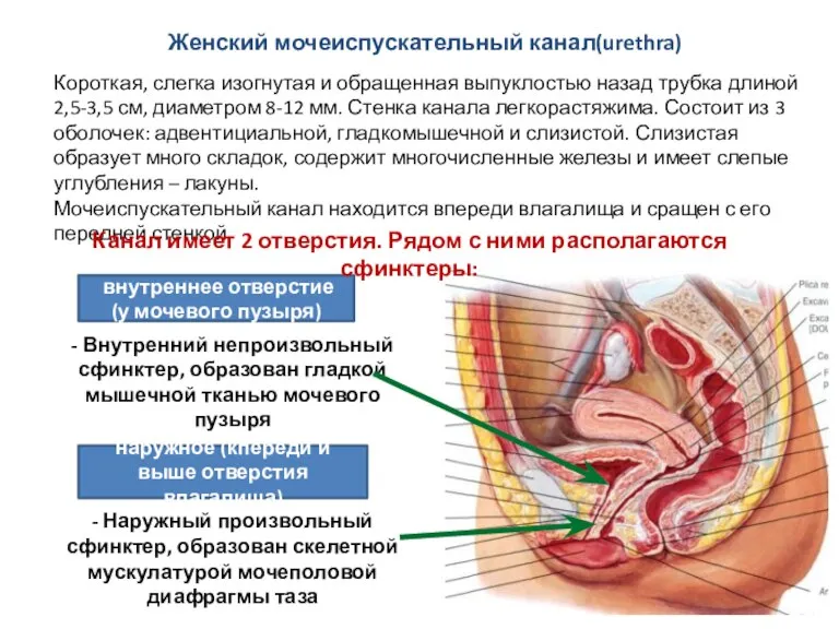 Женский мочеиспускательный канал(urethra) Короткая, слегка изогнутая и обращенная выпуклостью назад трубка длиной