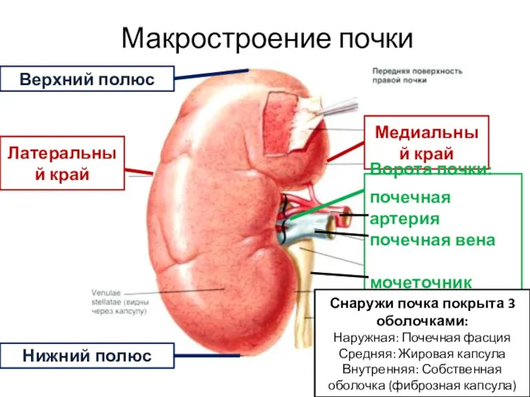 Макростроение почки Верхний полюс Латеральный край Нижний полюс Медиальный край Ворота почки: