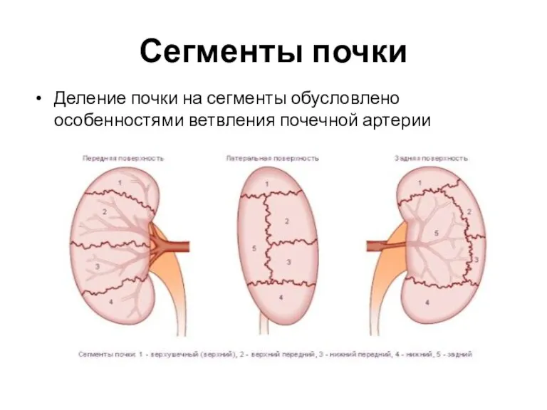 Сегменты почки Деление почки на сегменты обусловлено особенностями ветвления почечной артерии