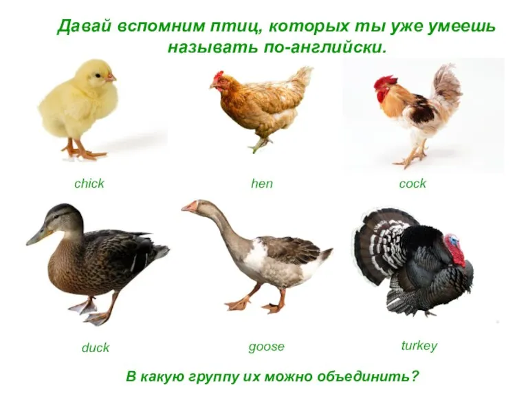 Давай вспомним птиц, которых ты уже умеешь называть по-английски. chick hen cock