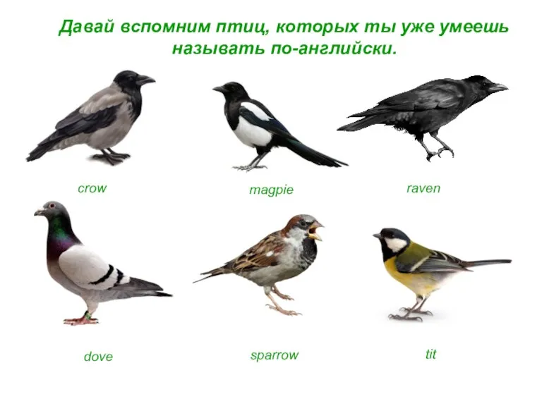 Давай вспомним птиц, которых ты уже умеешь называть по-английски. crow magpie raven dove sparrow tit