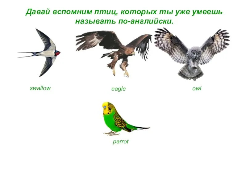 Давай вспомним птиц, которых ты уже умеешь называть по-английски. swallow eagle owl parrot