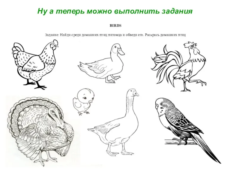 BIRDS Задание: Найди среди домашних птиц питомца и обведи его. Раскрась домашних