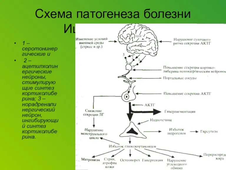 Схема патогенеза болезни Иценко-Кушинга. 1 – серотонинергические и 2 – ацетилхолинергические нейроны,