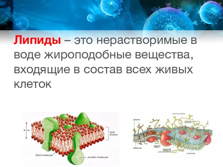 Липиды – это нерастворимые в воде жироподобные вещества, входящие в состав всех живых клеток