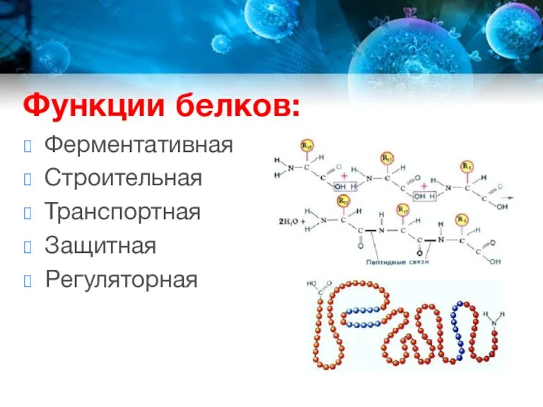 Функции белков: Ферментативная Строительная Транспортная Защитная Регуляторная