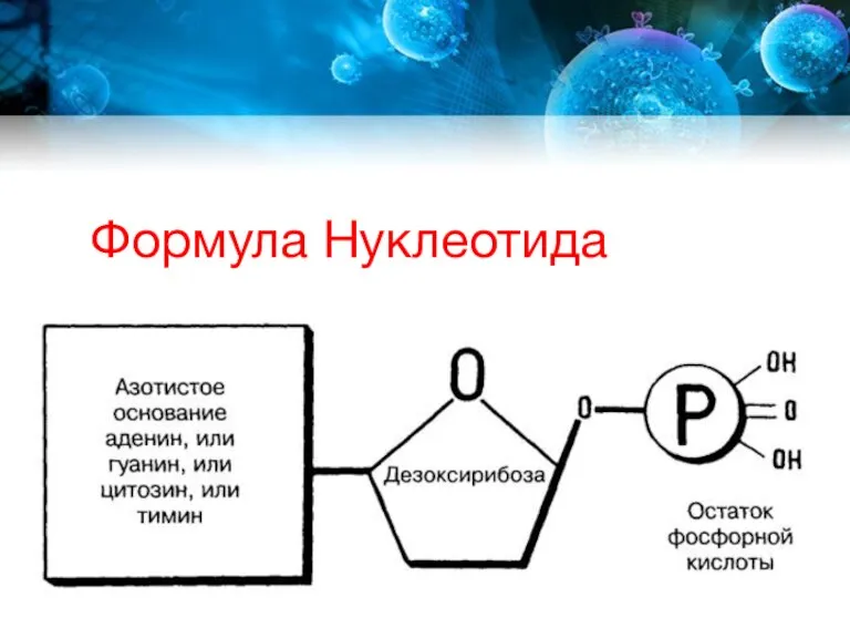 Формула Нуклеотида