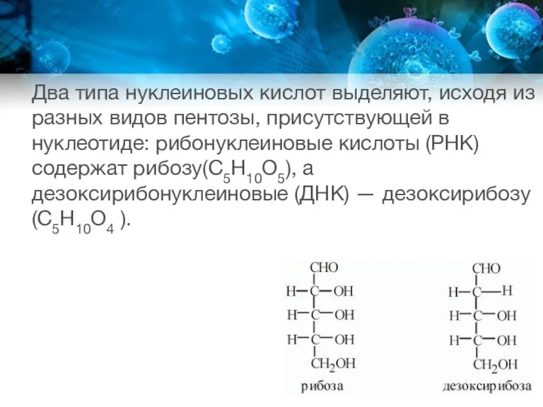 Два типа нуклеиновых кислот выделяют, исходя из разных видов пентозы, присутствующей в