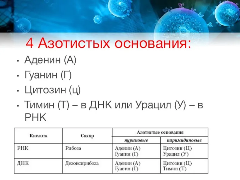 4 Азотистых основания: Аденин (А) Гуанин (Г) Цитозин (ц) Тимин (Т) –