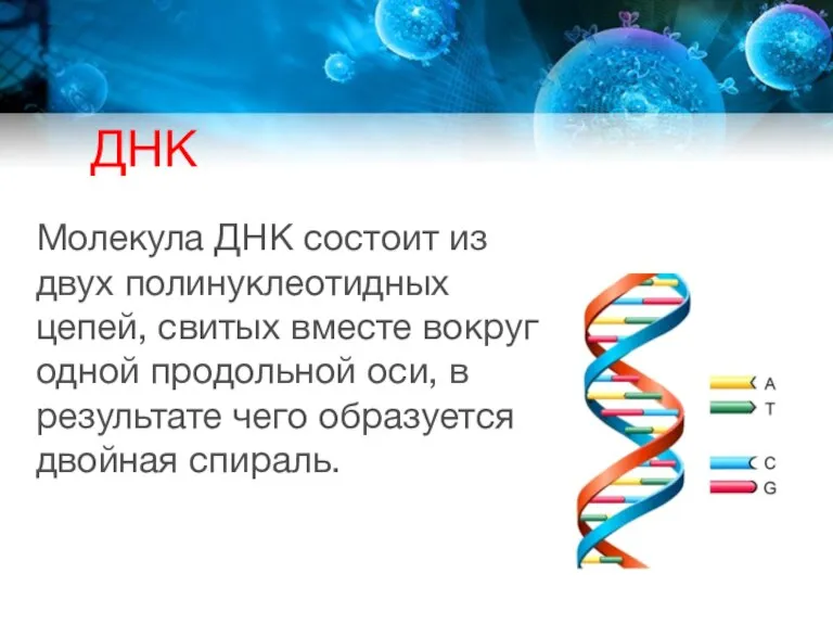 ДНК Молекула ДНК состоит из двух полинуклеотидных цепей, свитых вместе вокруг одной