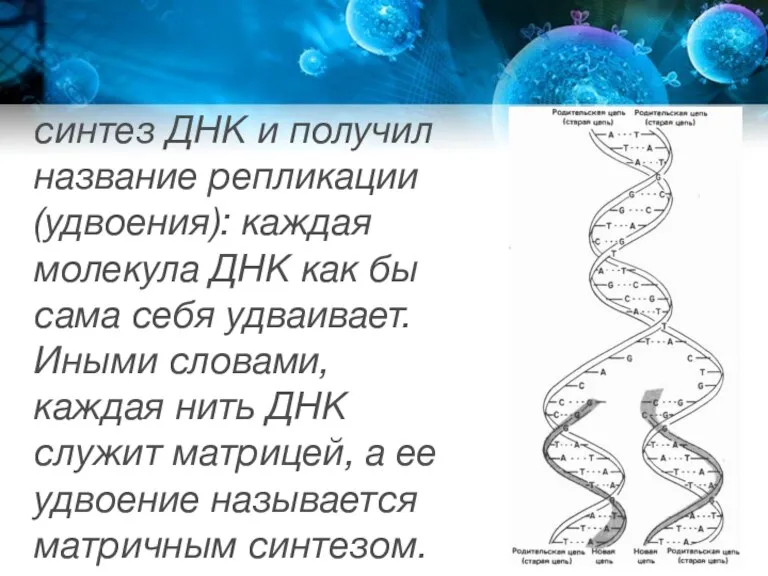 синтез ДНК и получил название репликации (удвоения): каждая молекула ДНК как бы