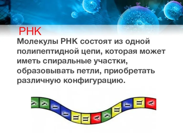 РНК Молекулы РНК состоят из одной полипептидной цепи, которая может иметь спиральные