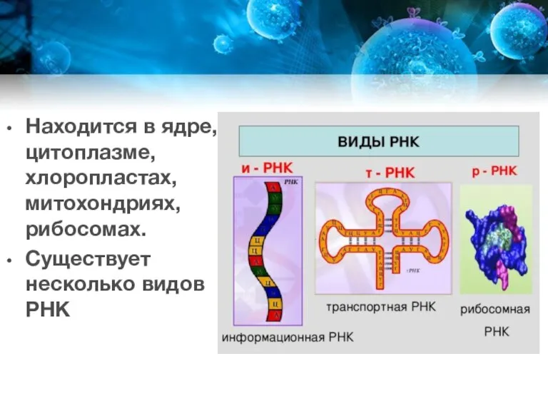 Находится в ядре, цитоплазме, хлоропластах, митохондриях, рибосомах. Существует несколько видов РНК