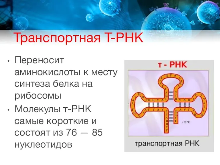 Транспортная Т-РНК Переносит аминокислоты к месту синтеза белка на рибосомы Молекулы т-РНК