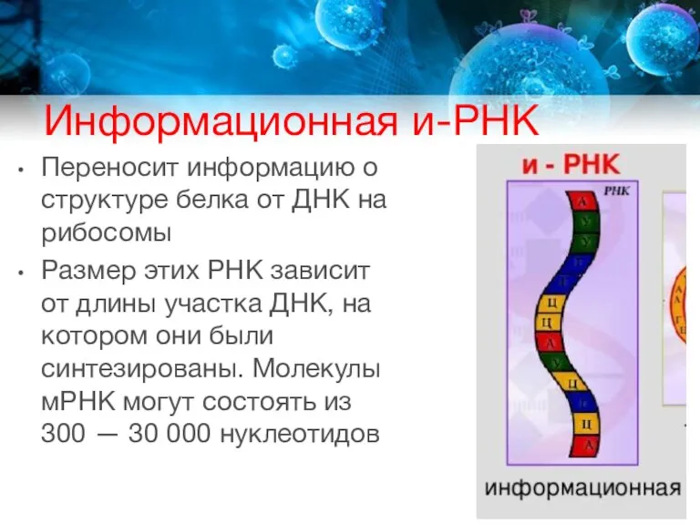 Информационная и-РНК Переносит информацию о структуре белка от ДНК на рибосомы Размер