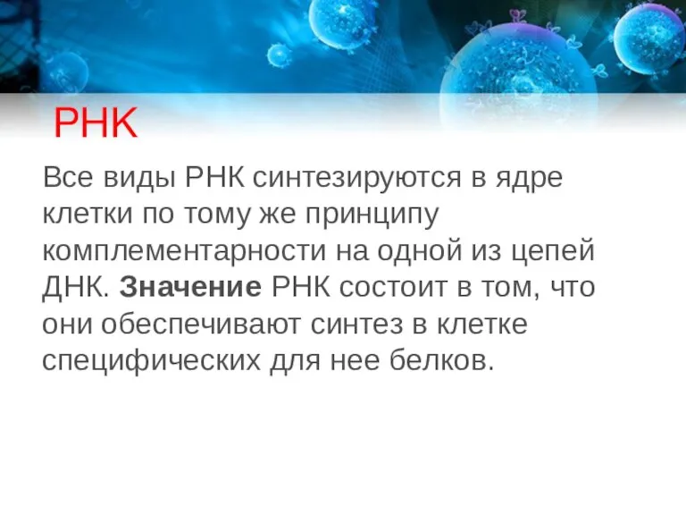 РНК Все виды РНК синтезируются в ядре клетки по тому же принципу