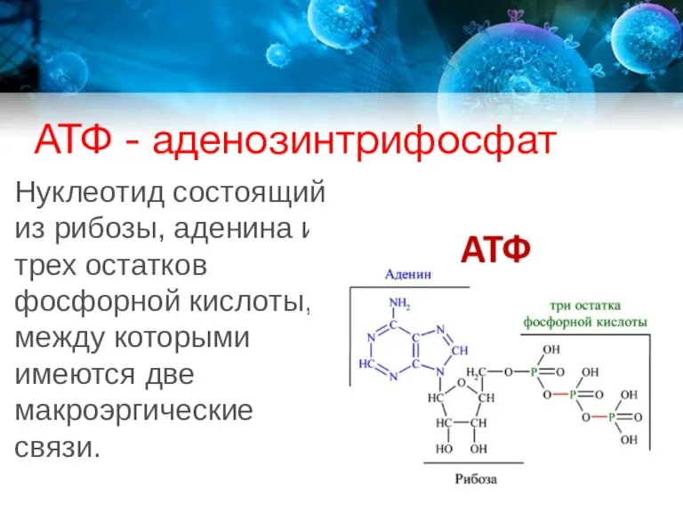 АТФ - аденозинтрифосфат Нуклеотид состоящий из рибозы, аденина и трех остатков фосфорной