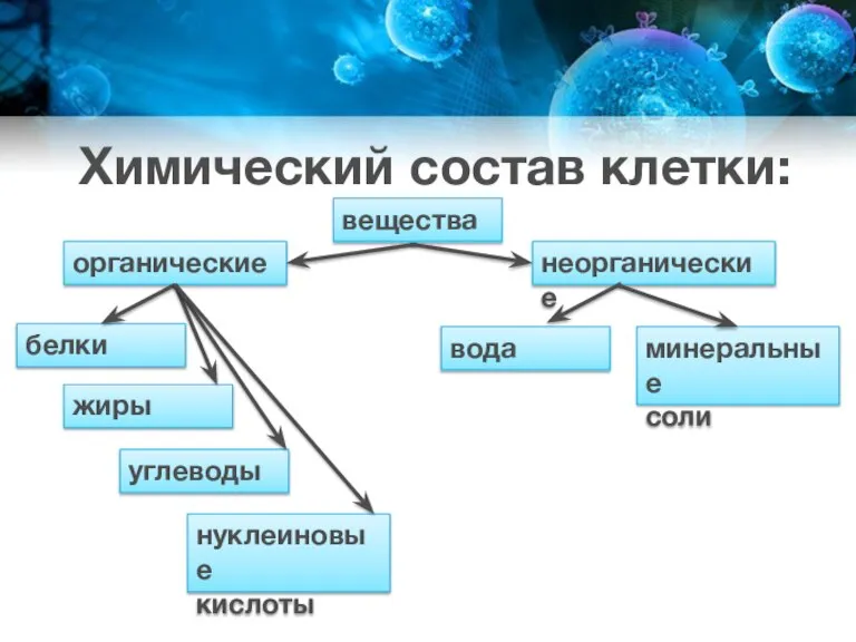 Химический состав клетки: вещества органические неорганические минеральные соли вода белки жиры углеводы нуклеиновые кислоты