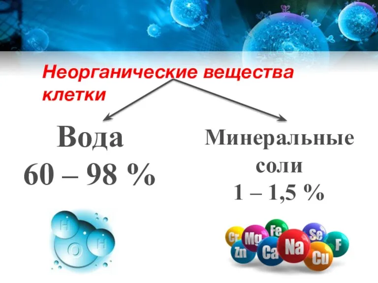 Неорганические вещества клетки Вода 60 – 98 % Минеральные соли 1 – 1,5 %