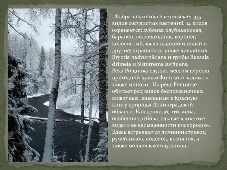 . Флора заказника насчитывает 335 видов сосудистых растений. 14 видов охраняется: зубянка