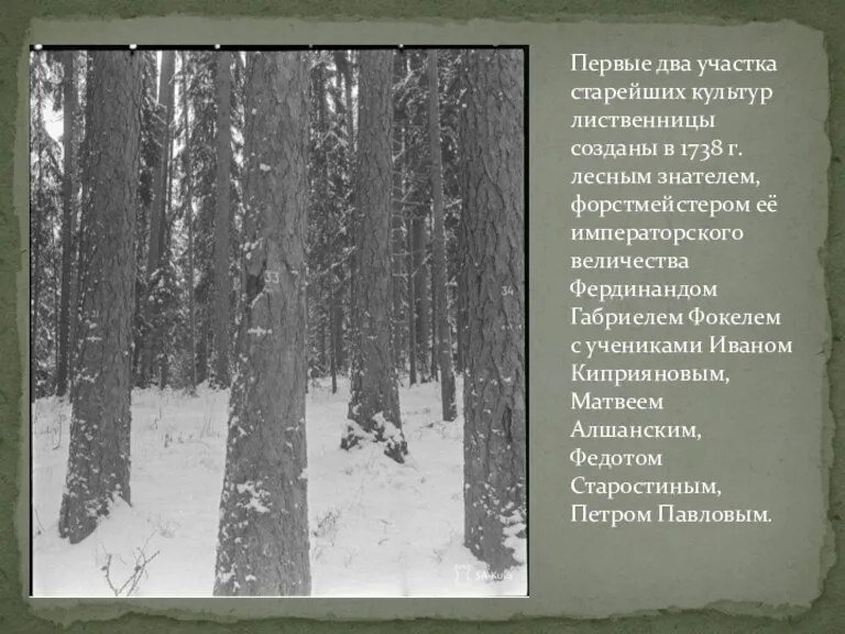 Первые два участка старейших культур лиственницы созданы в 1738 г. лесным знателем,