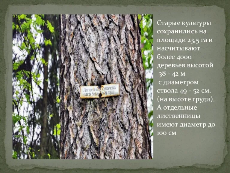 Старые культуры сохранились на площади 23,5 га и насчитывают более 4000 деревьев