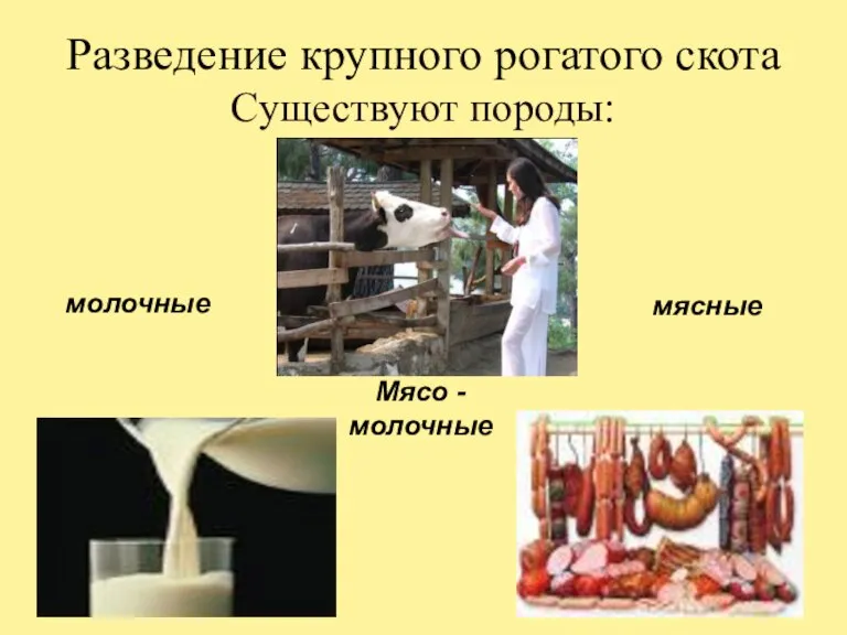 Разведение крупного рогатого скота Существуют породы: молочные Мясо - молочные мясные