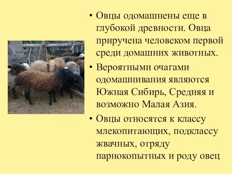 Овцы одомашнены еще в глубокой древности. Овца приручена человеком первой среди домашних