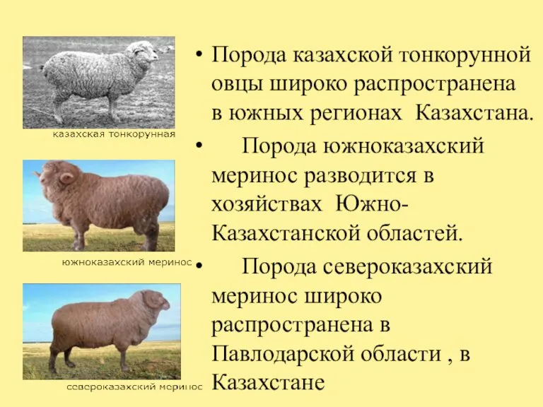 Порода казахской тонкорунной овцы широко распространена в южных регионах Казахстана. Порода южноказахский