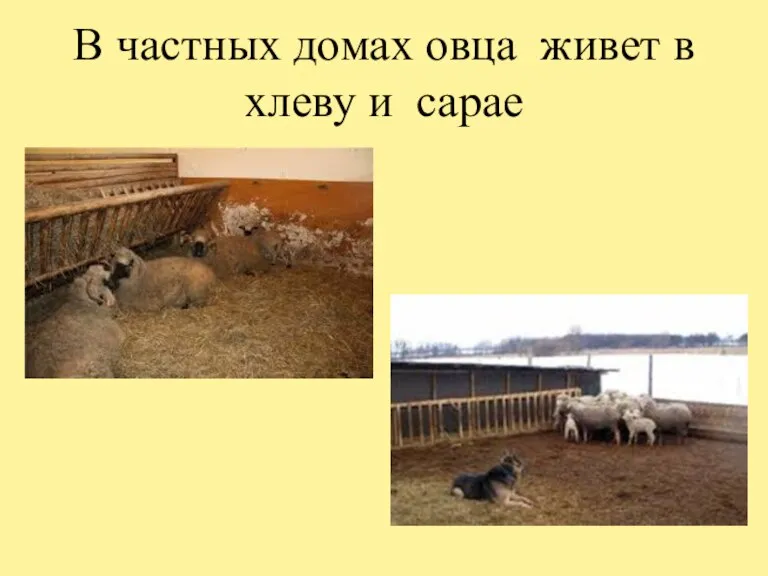 В частных домах овца живет в хлеву и сарае