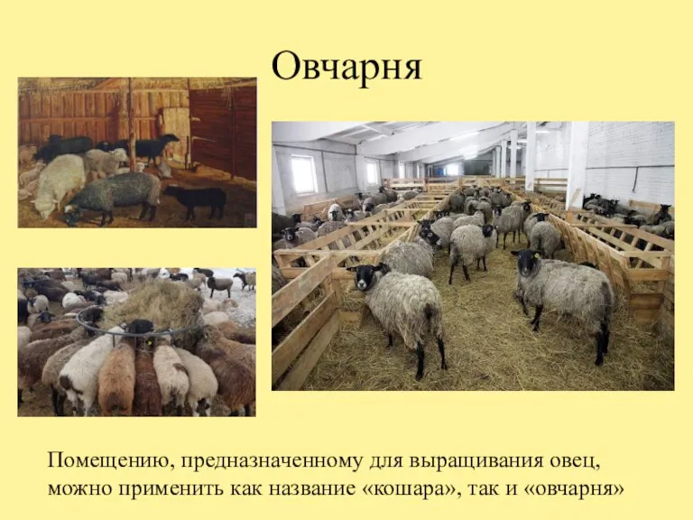 Овчарня Помещению, предназначенному для выращивания овец, можно применить как название «кошара», так и «овчарня»