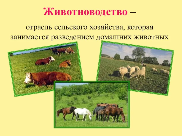 Животноводство – отрасль сельского хозяйства, которая занимается разведением домашних животных