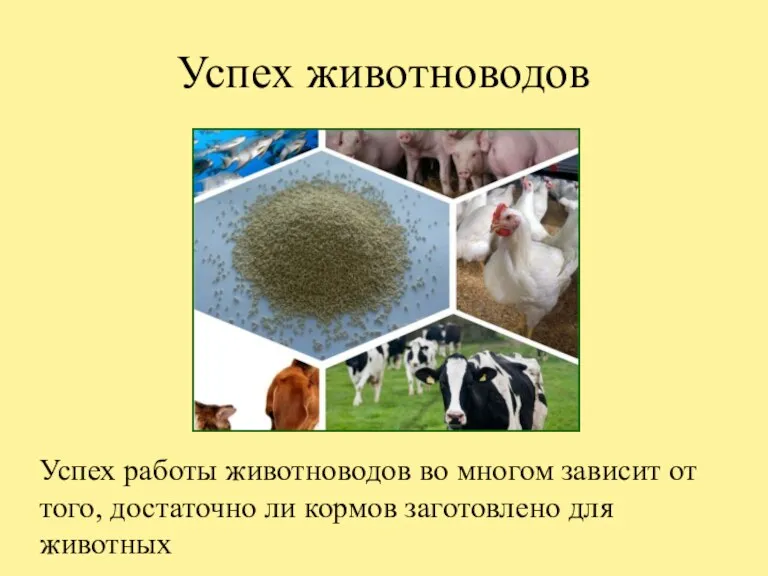 Успех животноводов Успех работы животноводов во многом зависит от того, достаточно ли кормов заготовлено для животных