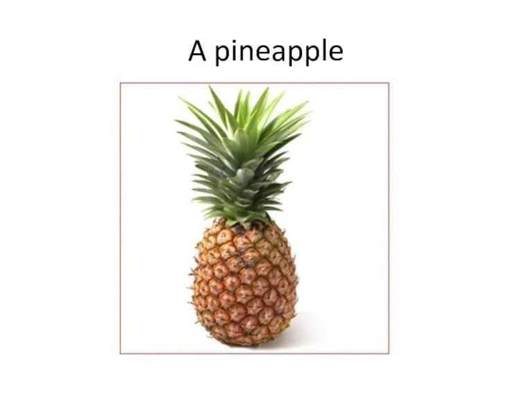 A pineapple