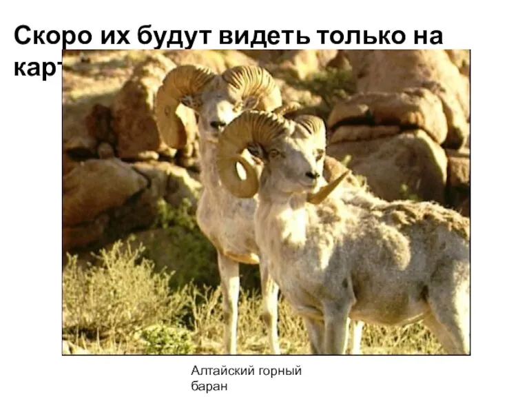 Скоро их будут видеть только на картинках Алтайский горный баран