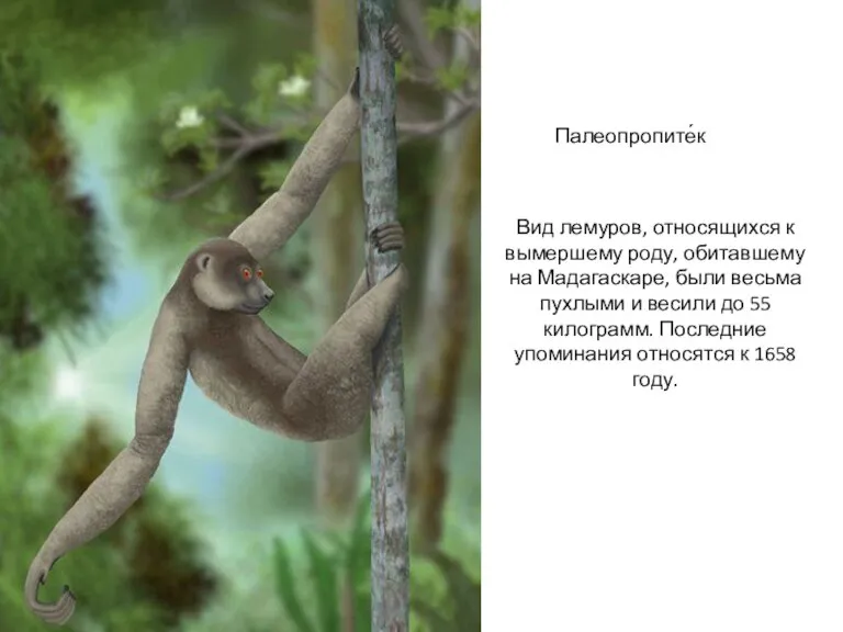 Палеопропите́к Вид лемуров, относящихся к вымершему роду, обитавшему на Мадагаскаре, были весьма
