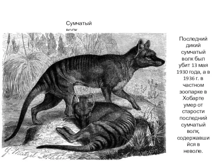 Сумчатый волк Последний дикий сумчатый волк был убит 13 мая 1930 года,